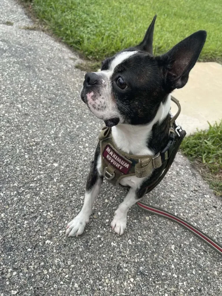 Ollie, Bruno’s Dad