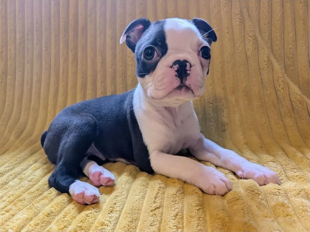 Bruno, an available Boston Terrier puppy