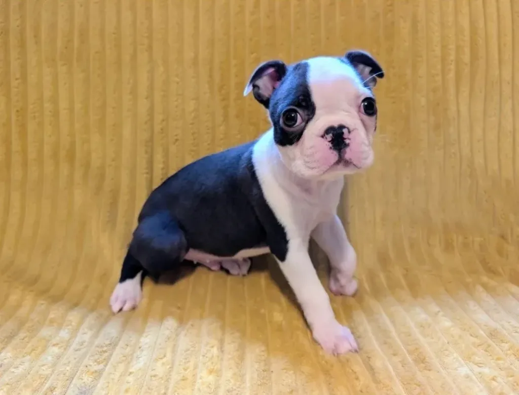 Bruno, Boston Terrier puppy