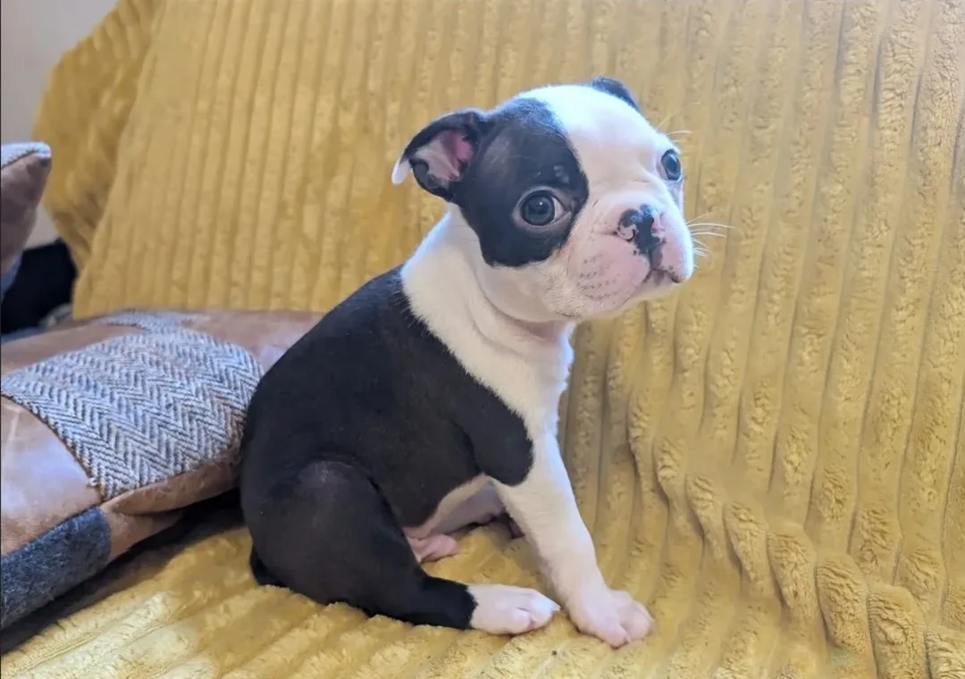 Bruno, an available Boston Terrier puppy