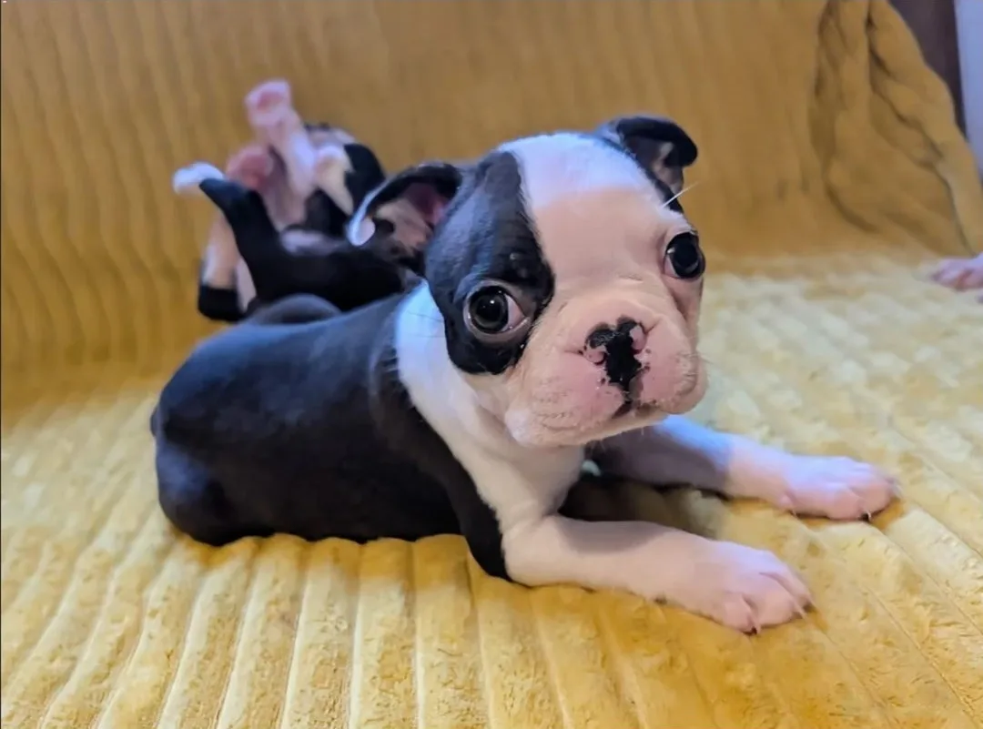 Bruno, an available Boston Terrier puppy