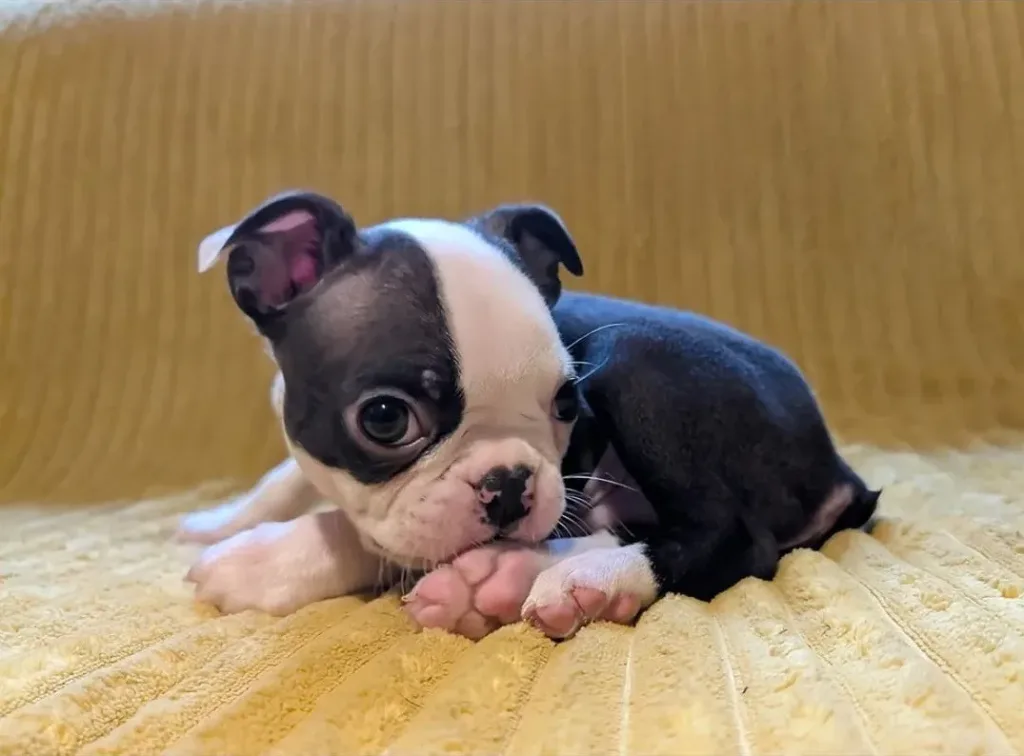 Bruno, Boston Terrier puppy