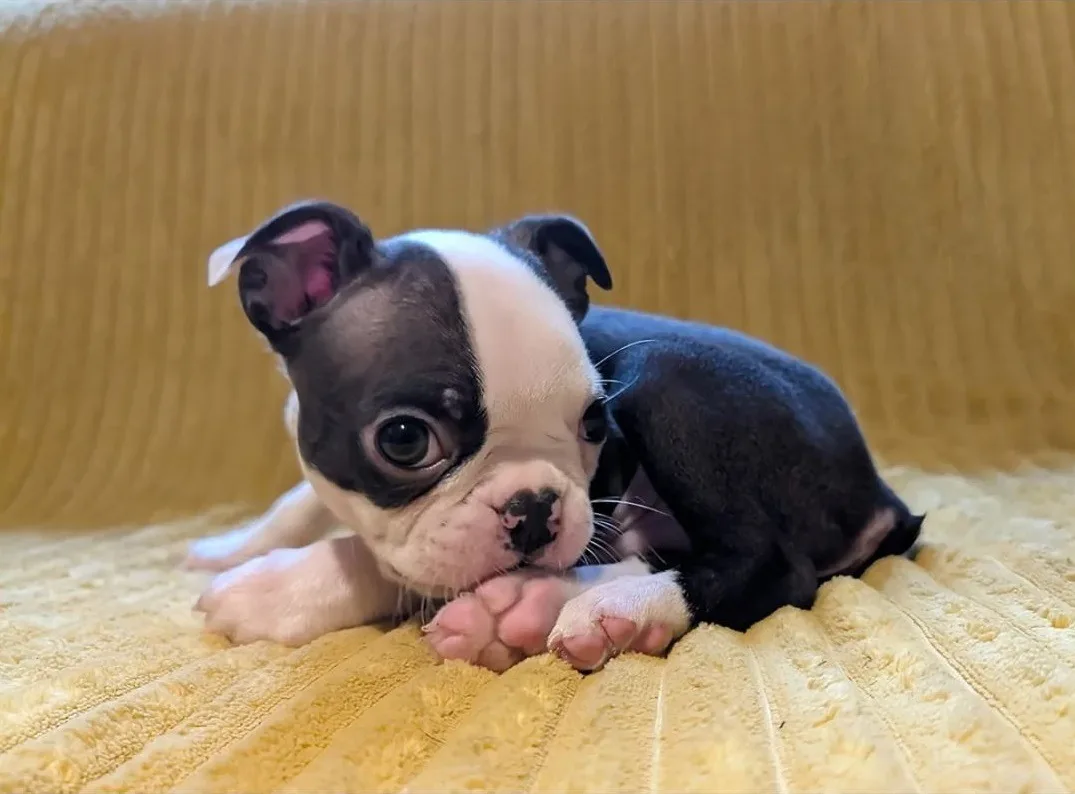 Bruno, an available Boston Terrier puppy
