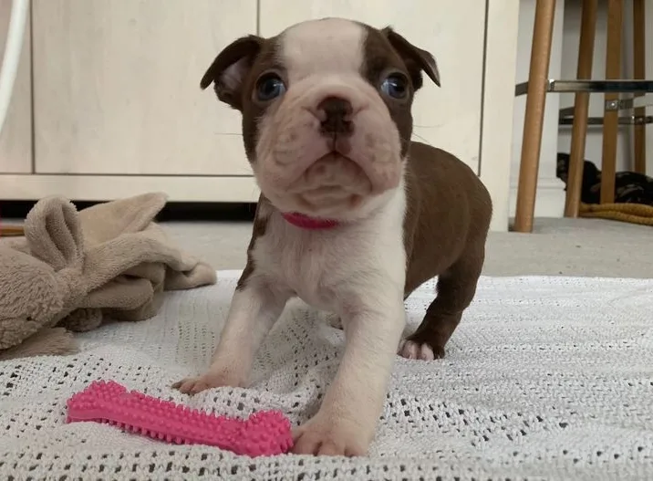 Daisy, an available Boston Terrier puppy