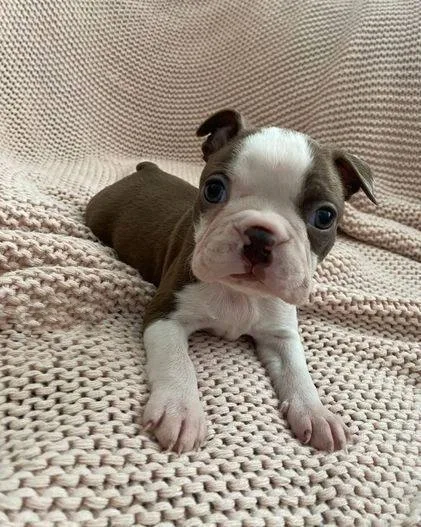 Daisy, Boston Terrier puppy