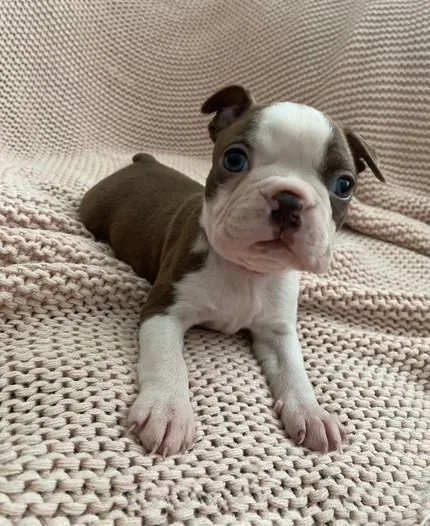 Daisy, Boston Terrier puppy