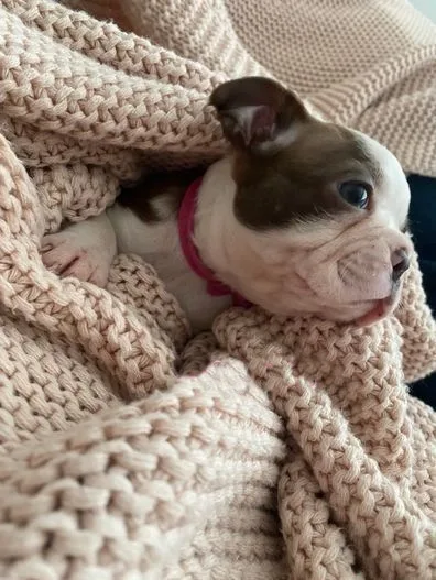 Daisy, Boston Terrier puppy