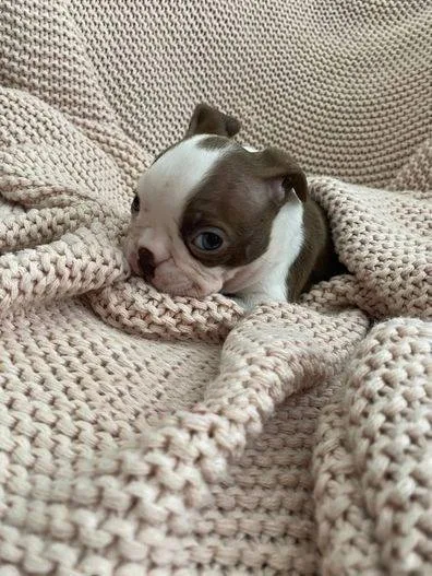 Daisy, Boston Terrier puppy