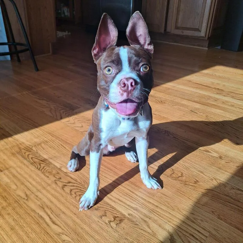Ziggy, Daisy’s Dad