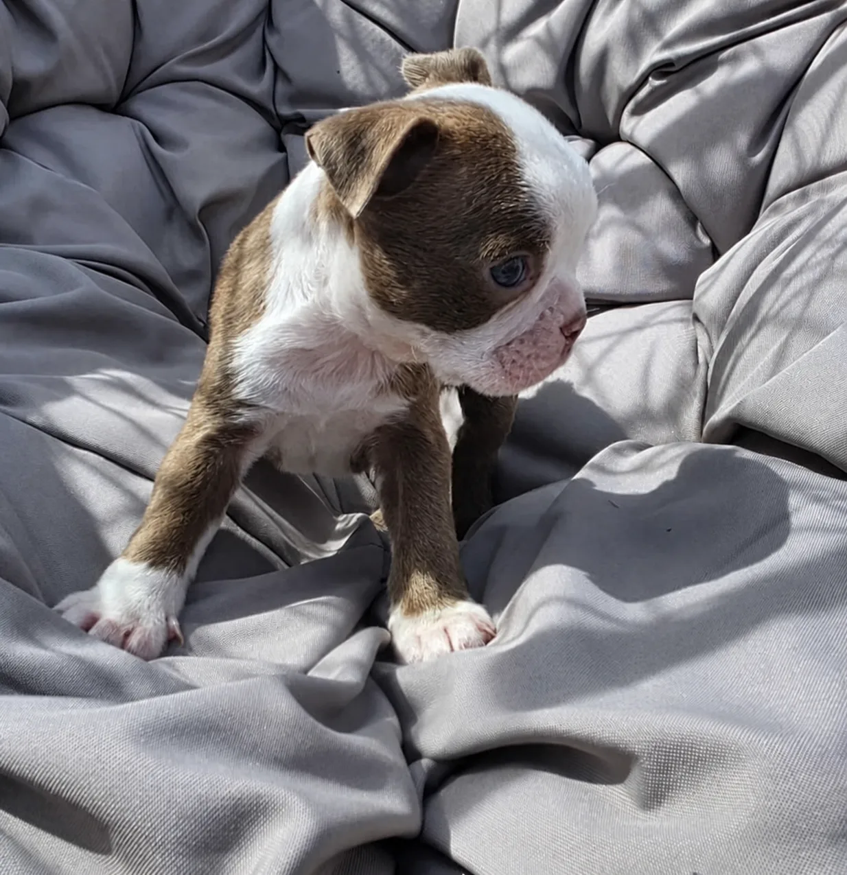 Gus, an available Boston Terrier puppy