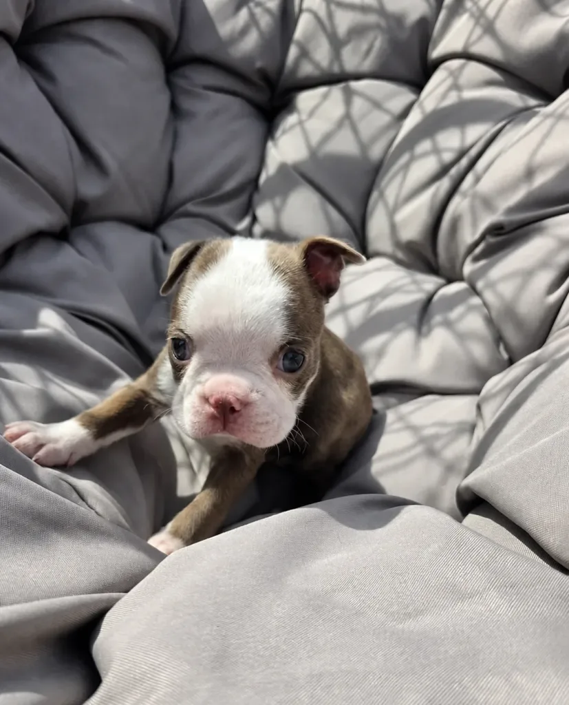 Gus, Boston Terrier puppy