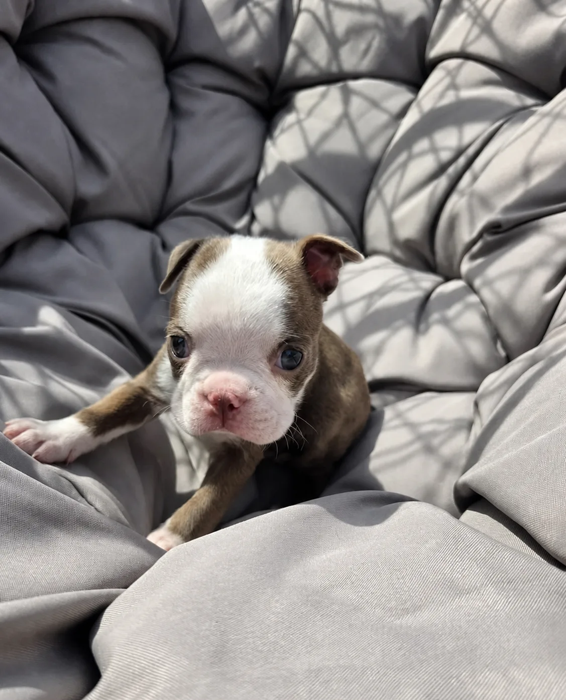 Gus, an available Boston Terrier puppy