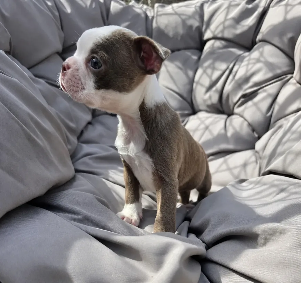 Gus, Boston Terrier puppy