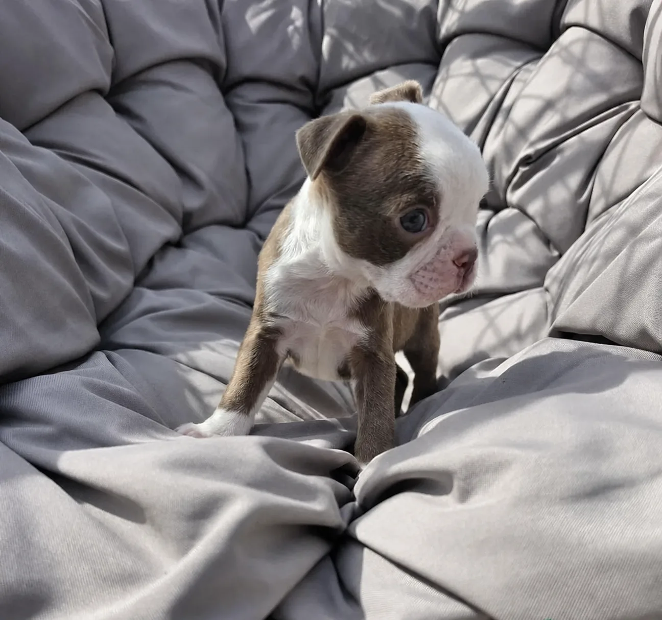 Gus, an available Boston Terrier puppy