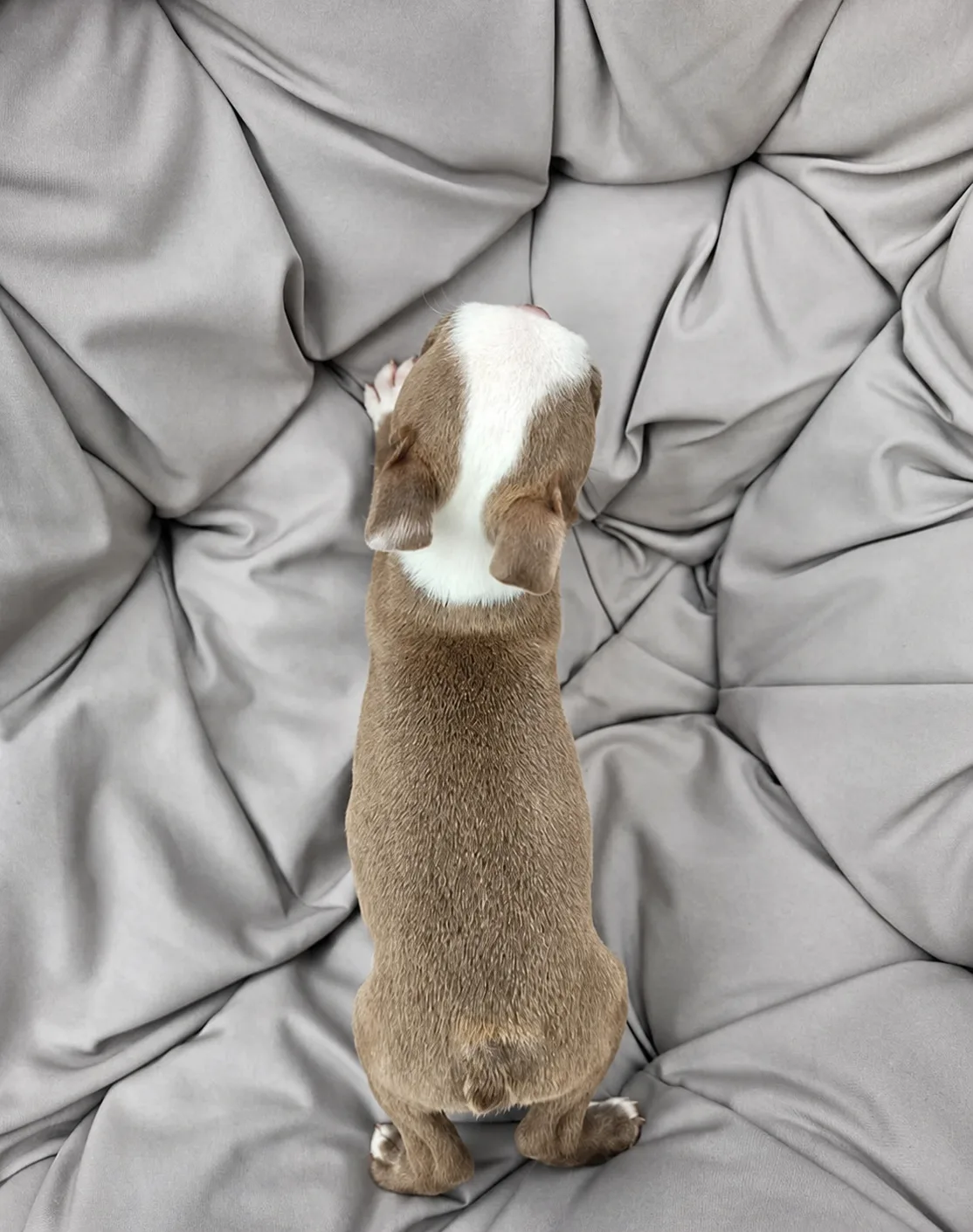 Gus, an available Boston Terrier puppy