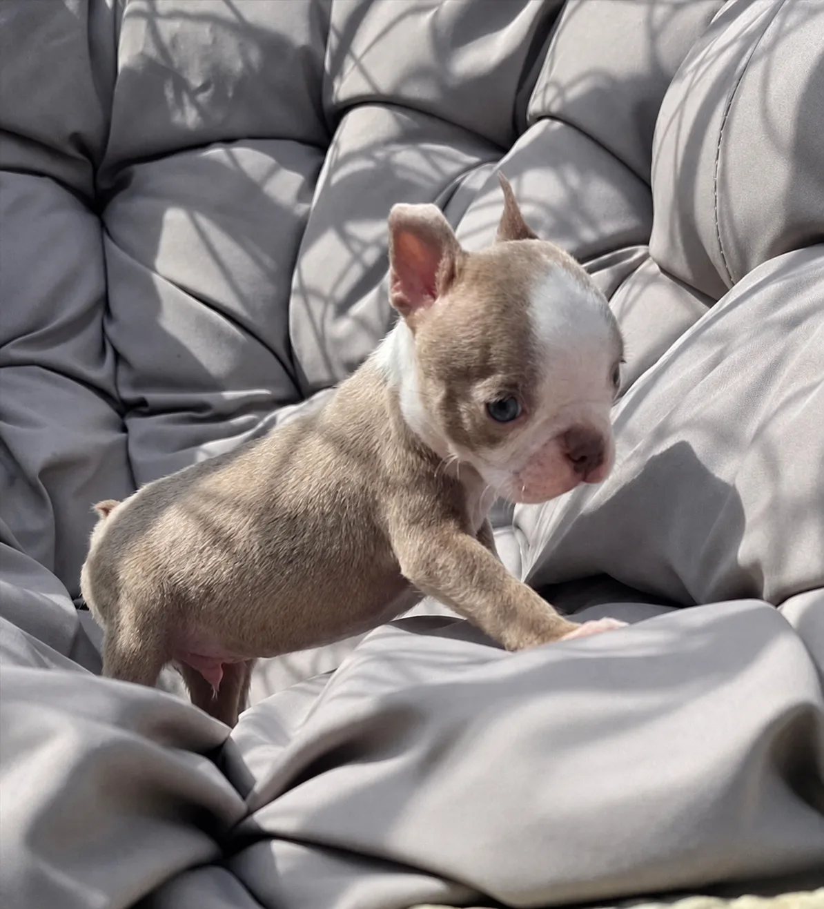 Oreo, an available Boston Terrier puppy