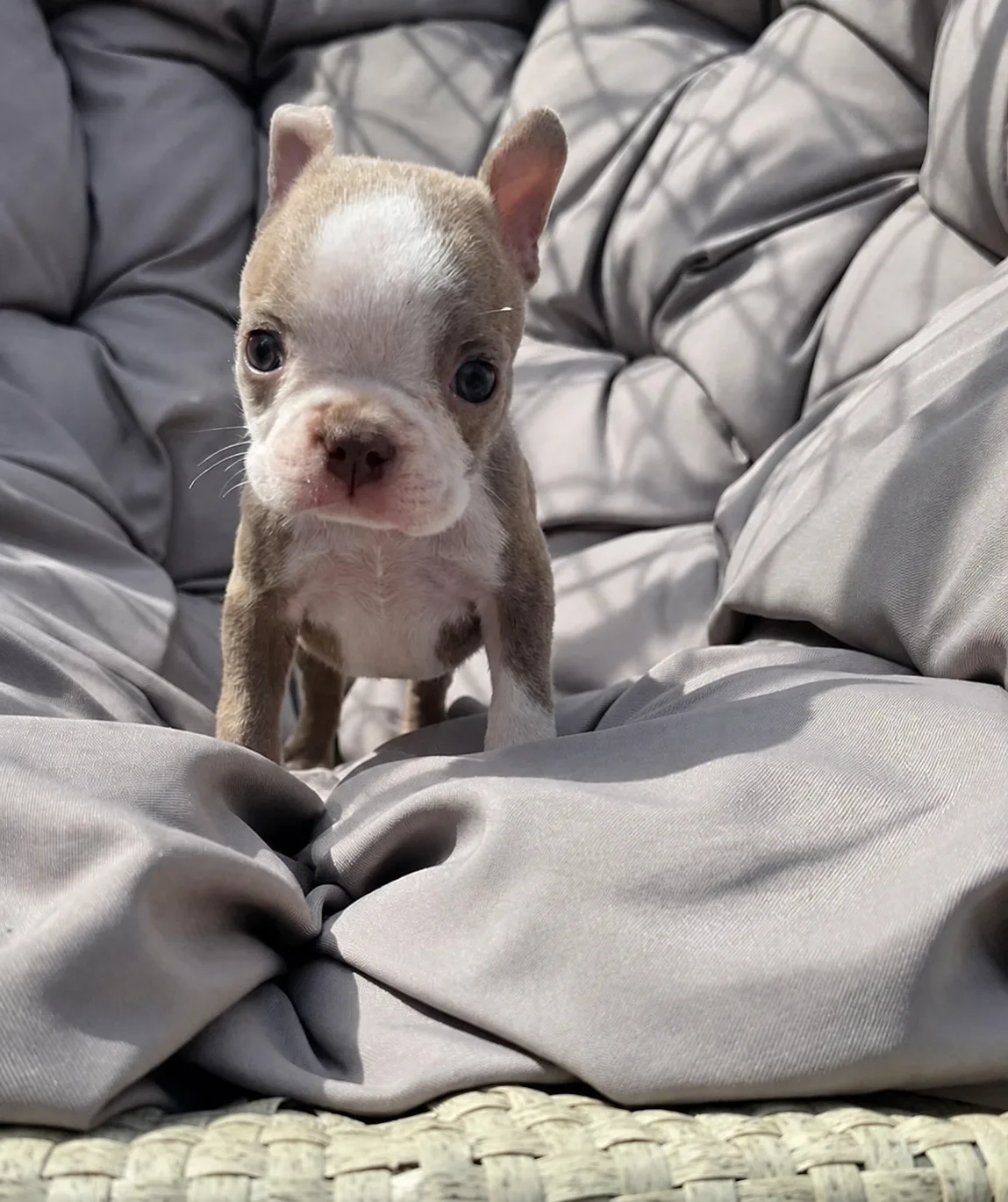 Oreo, an available Boston Terrier puppy