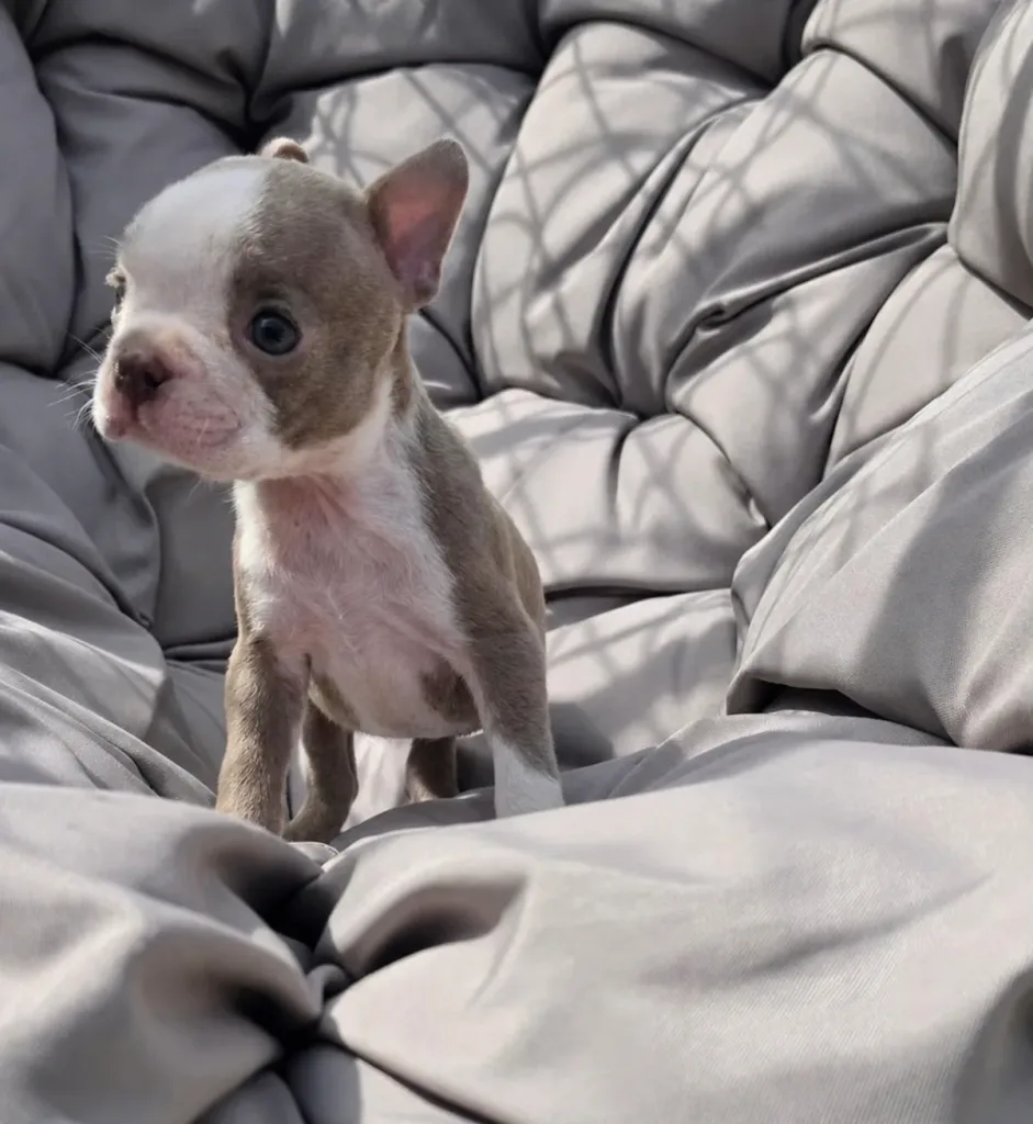 Oreo, Boston Terrier puppy