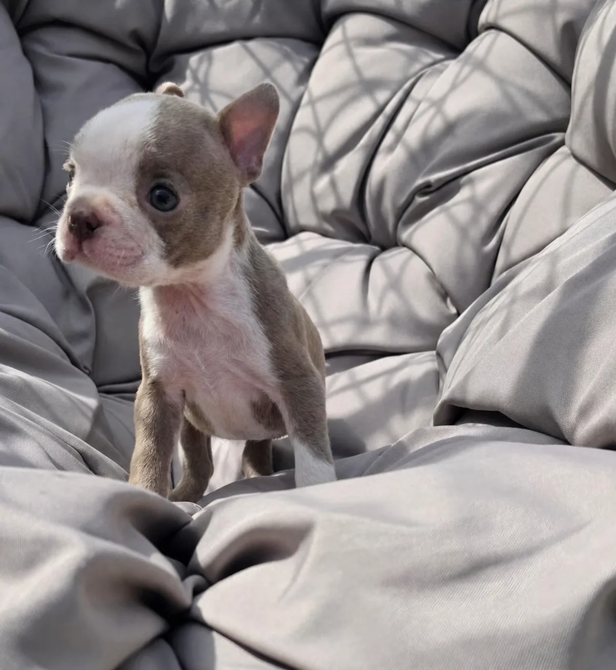 Oreo, an available Boston Terrier puppy