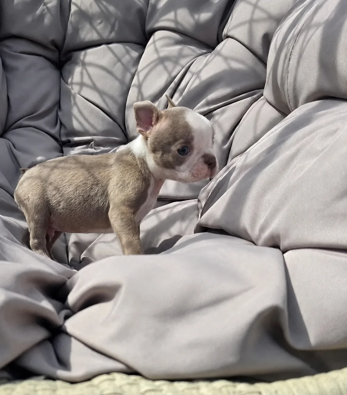 Oreo, an available Boston Terrier puppy