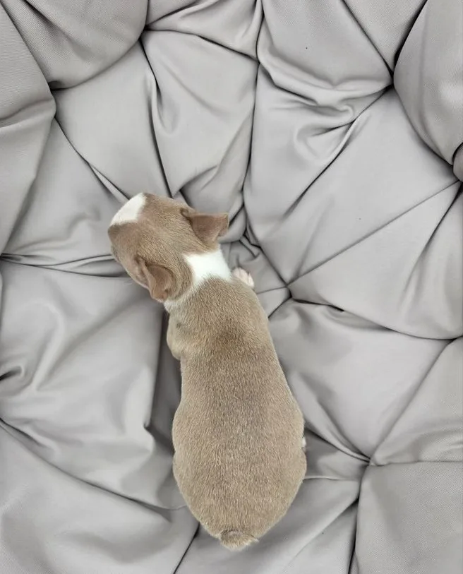 Oreo, an available Boston Terrier puppy