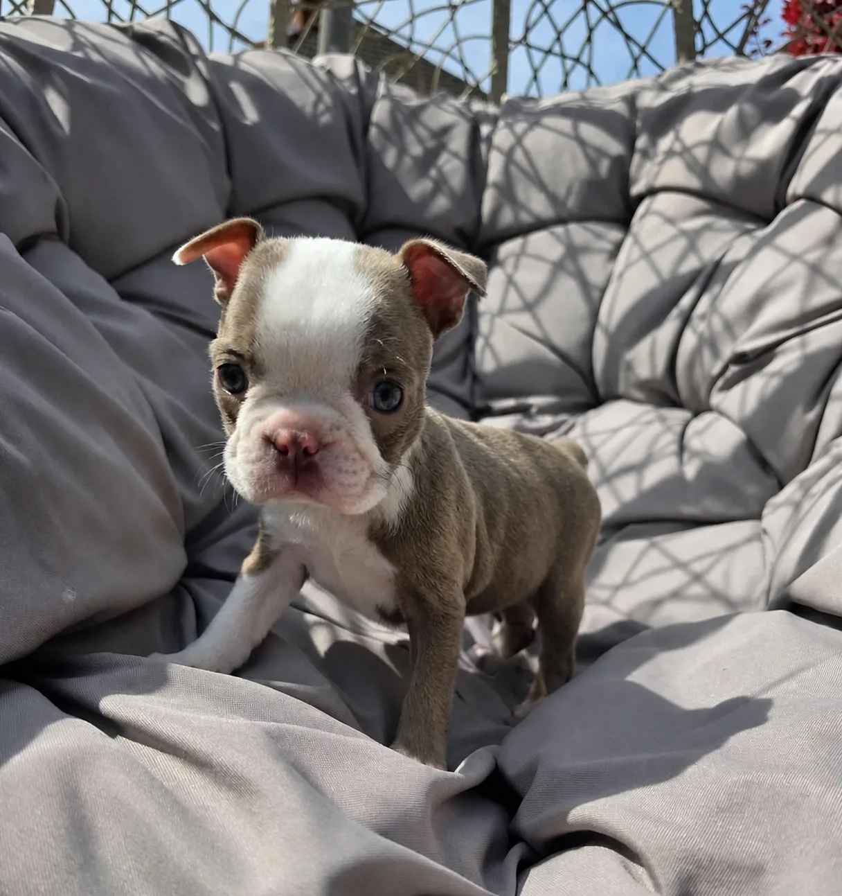 Ruby, an available Boston Terrier puppy