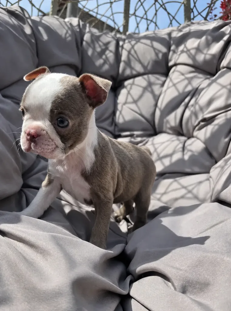 Ruby, Boston Terrier puppy