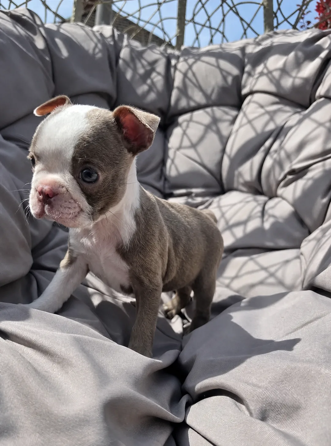 Ruby, an available Boston Terrier puppy