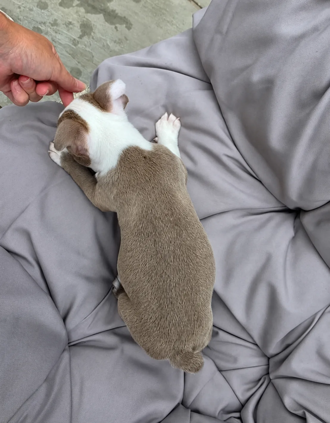 Ruby, an available Boston Terrier puppy