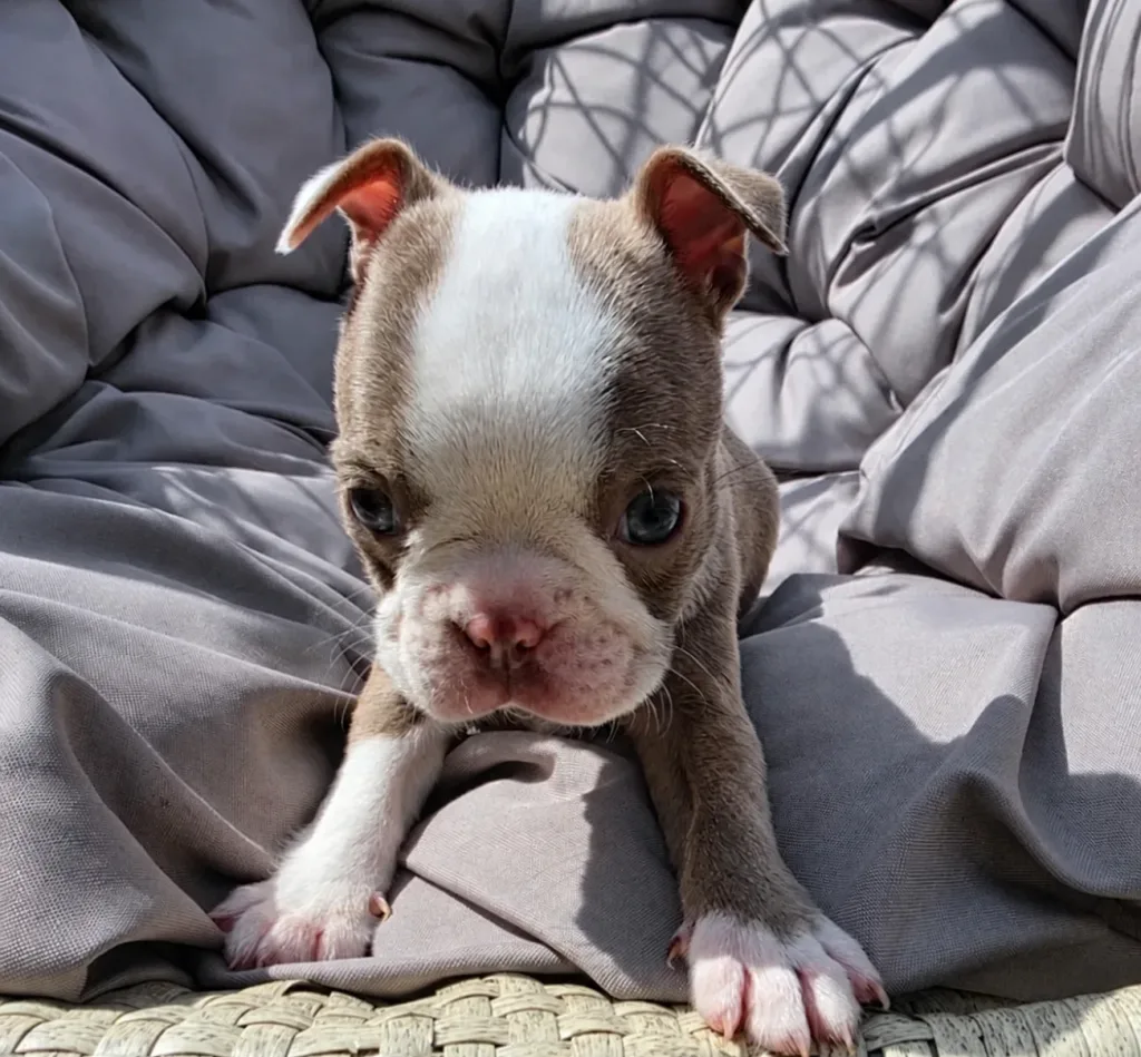 Ruby, Boston Terrier puppy