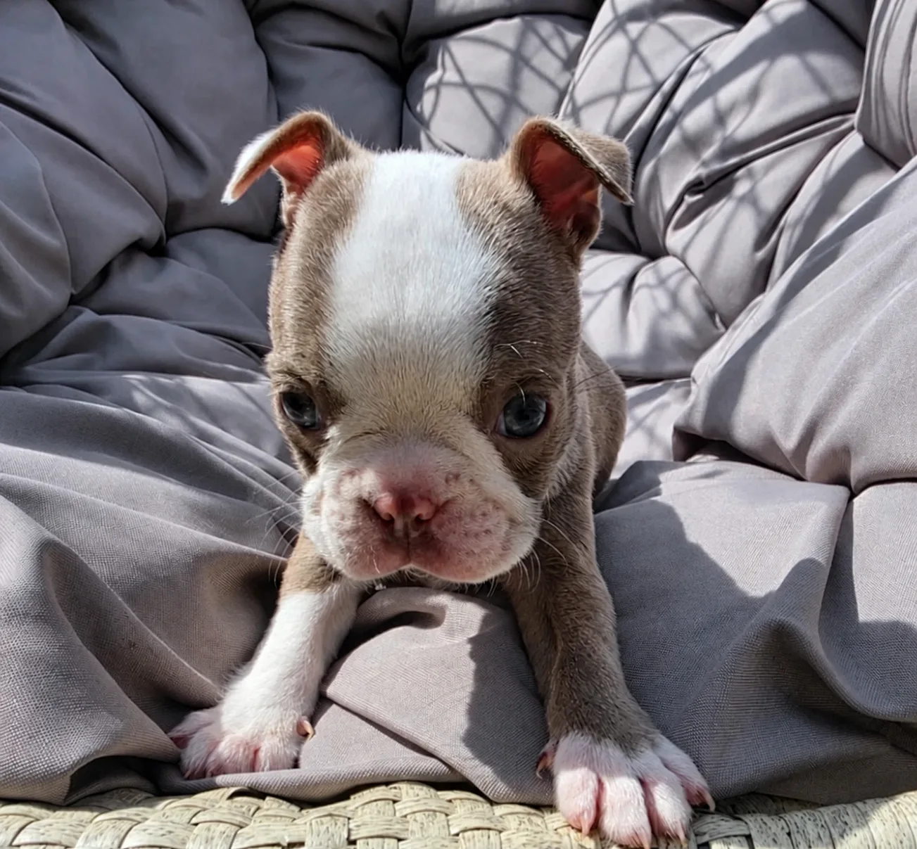 Ruby, an available Boston Terrier puppy