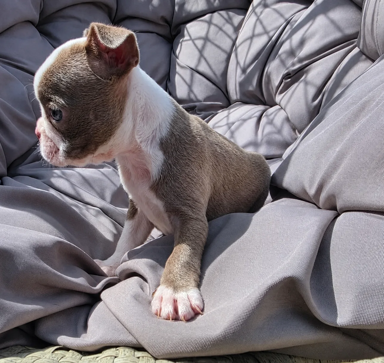 Ruby, an available Boston Terrier puppy
