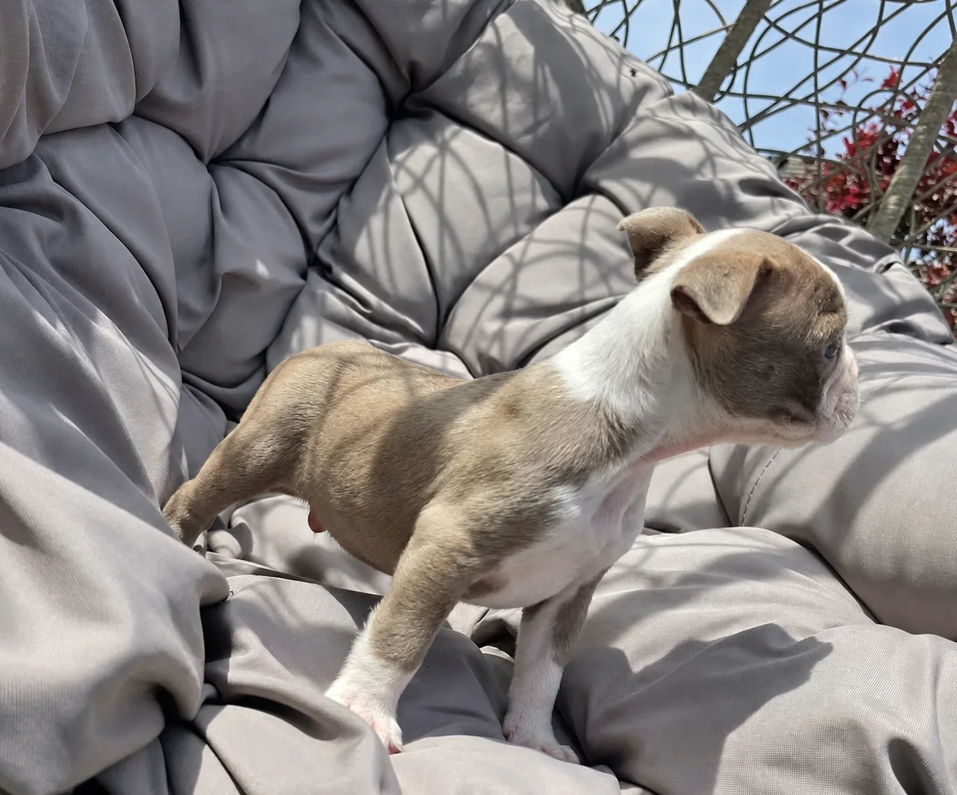 Theo, an available Boston Terrier puppy
