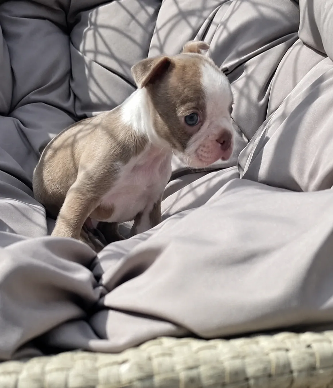 Theo, an available Boston Terrier puppy