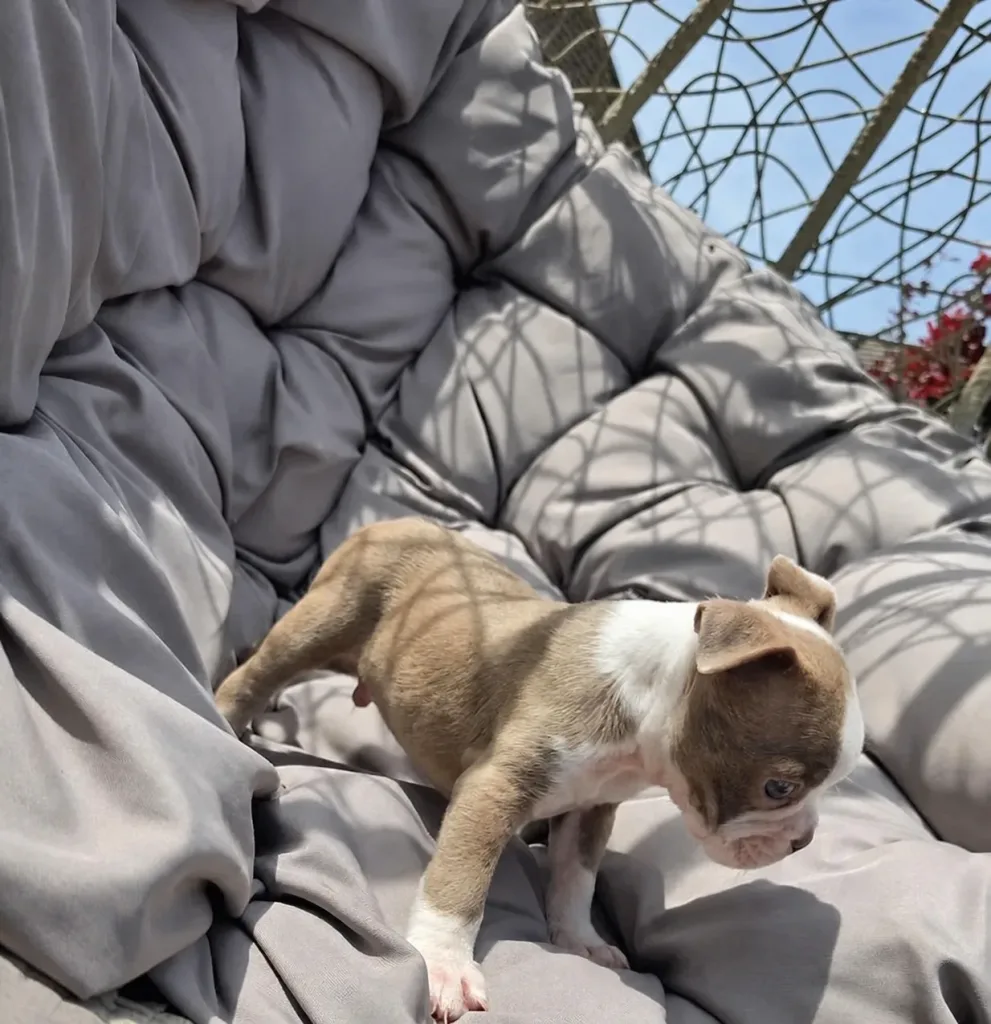 Theo, Boston Terrier puppy