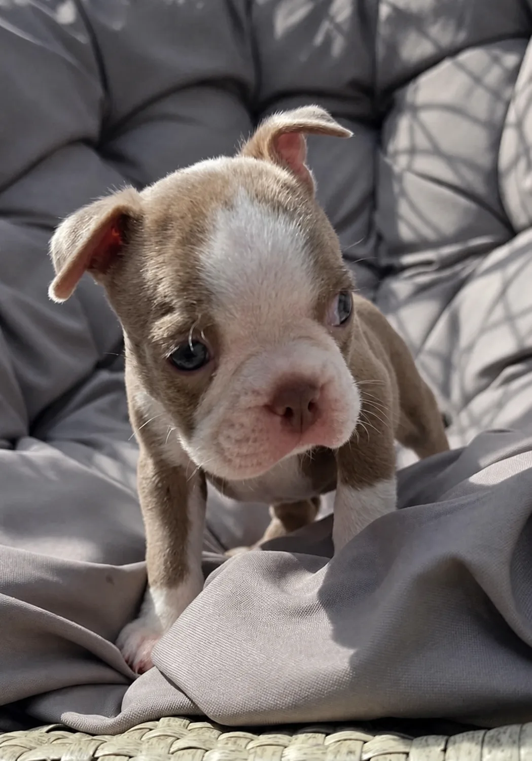 Theo, an available Boston Terrier puppy